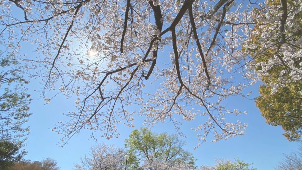 晴れた春の日の桜の木