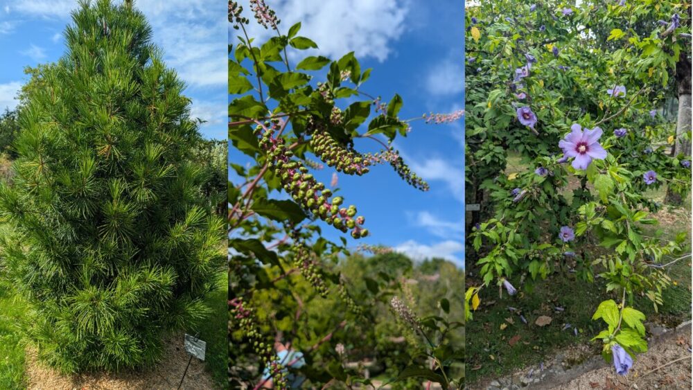 世界のハーブと植物