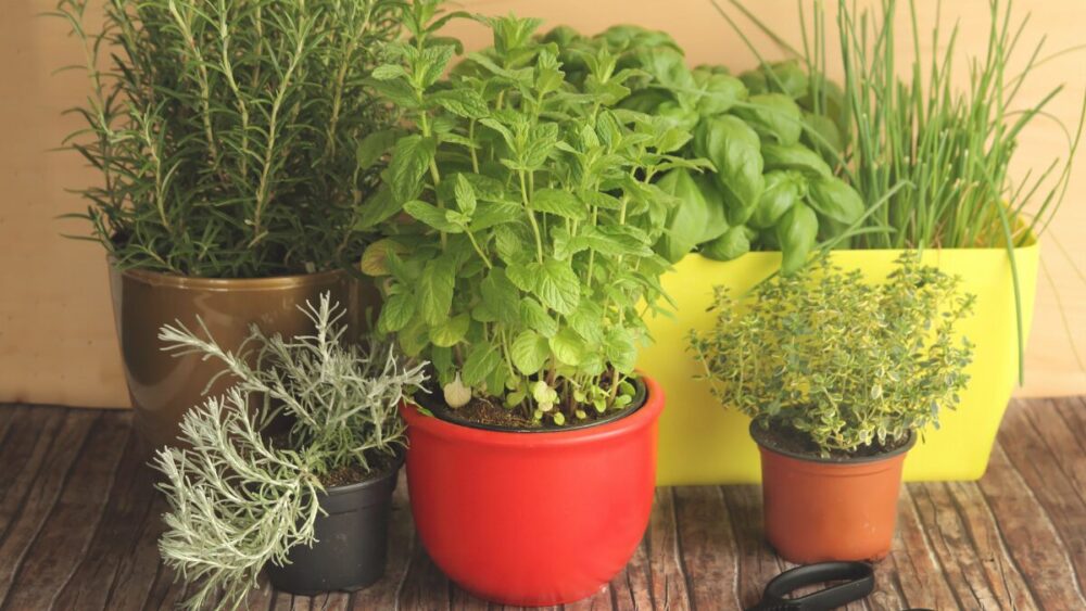 キッチンハーブを育てる様子
