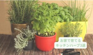 キッチンハーブの育て方アイキャッチ