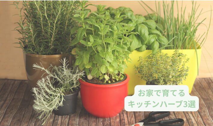 キッチンハーブの育て方アイキャッチ