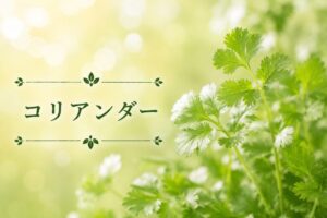 ハーブ事典コリアンダー