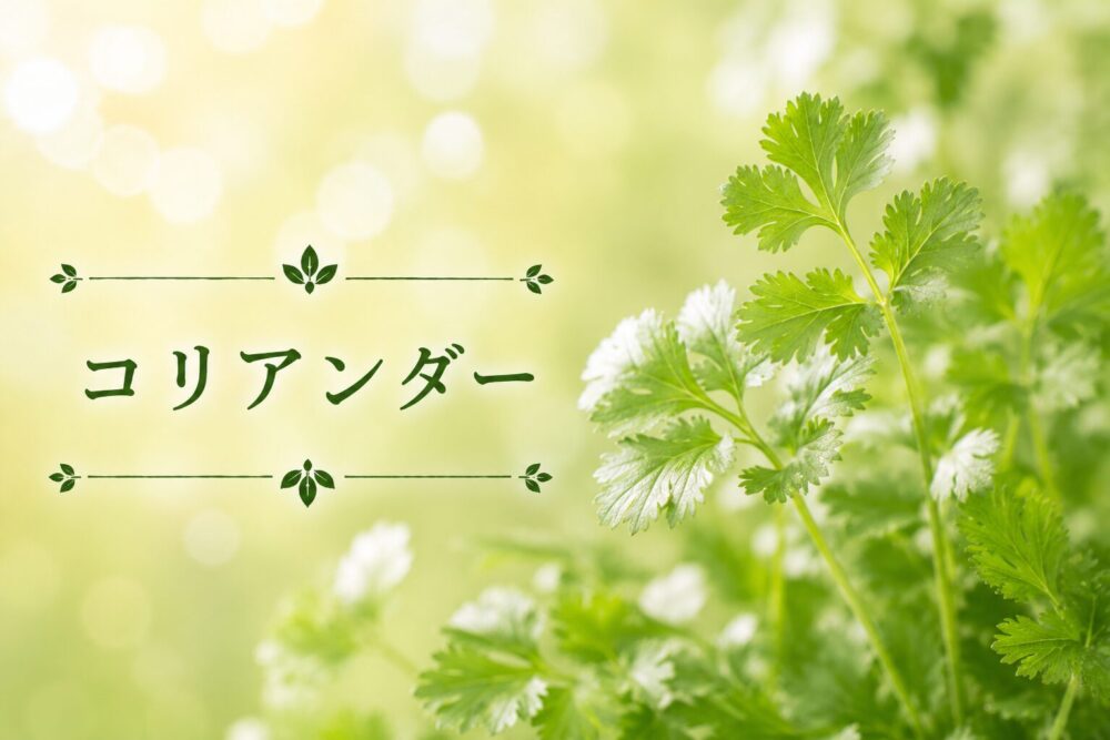 ハーブ事典コリアンダー