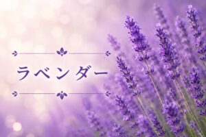 アイキャッチ画像　ラベンダー